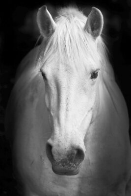 Фотообои для спальни Белый конь